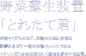 野菜蘇生装置「とれたて君」　野菜やくだものなど、植物の生理に多様な影響を及ぼす一種の植物ホルモンであるエチレンガスを吸収除去して鮮度を保持する装置。